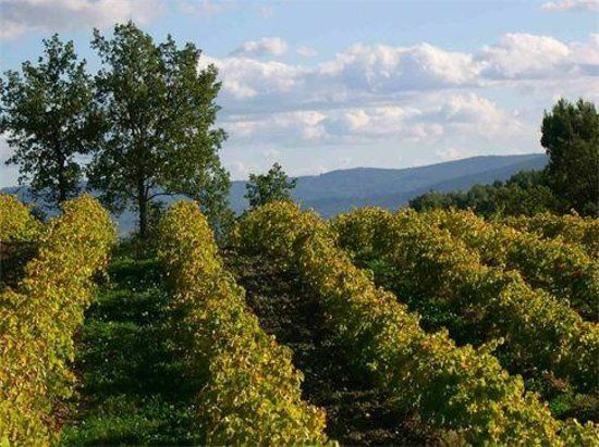 Truffle Hunting at Les Pastras