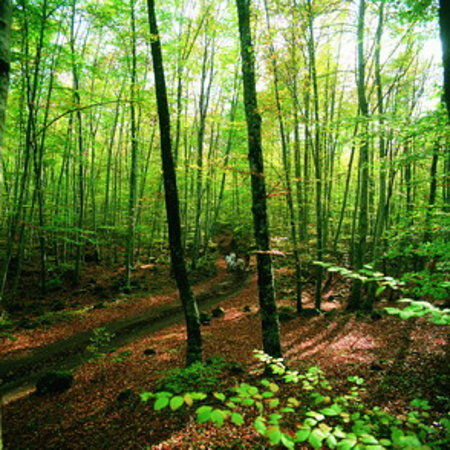 Garrotxa Volcanic Zone Natural Park