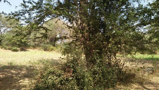 Bankapura Peacock Sanctuary