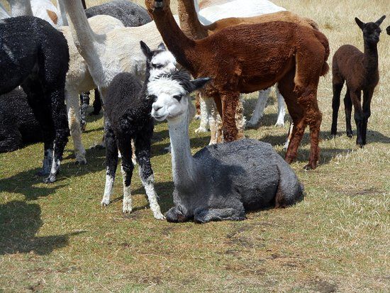 Winwick Barn Alpacas