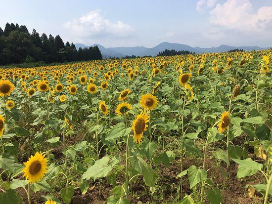 Tsunan Himawari Square