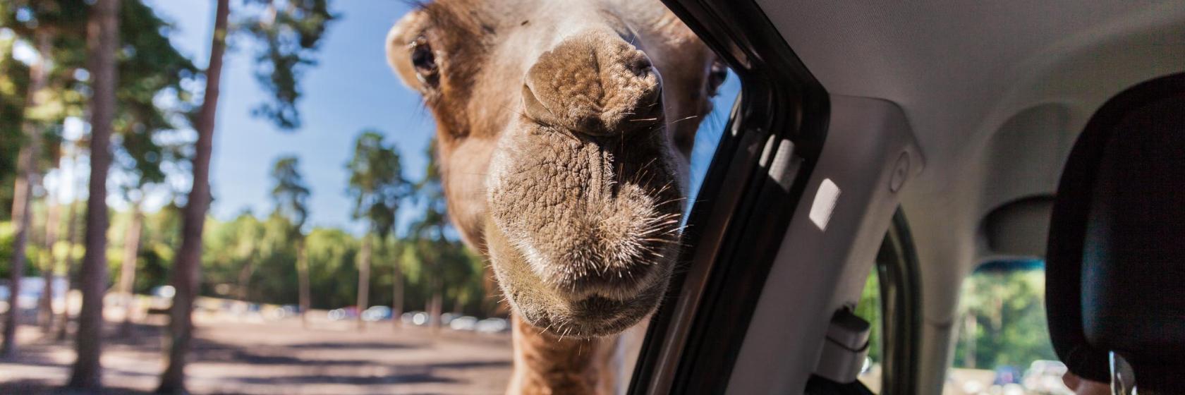 Parco Nazionale del Serengeti