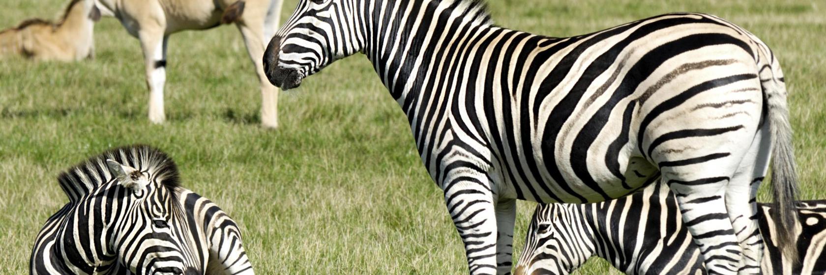 CERZA Parc des Safaris