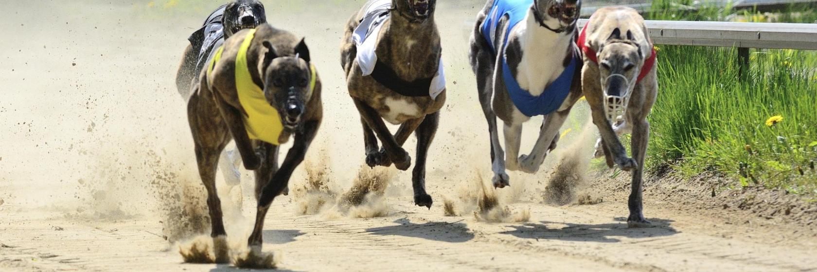 Palm Beach Kennel Club