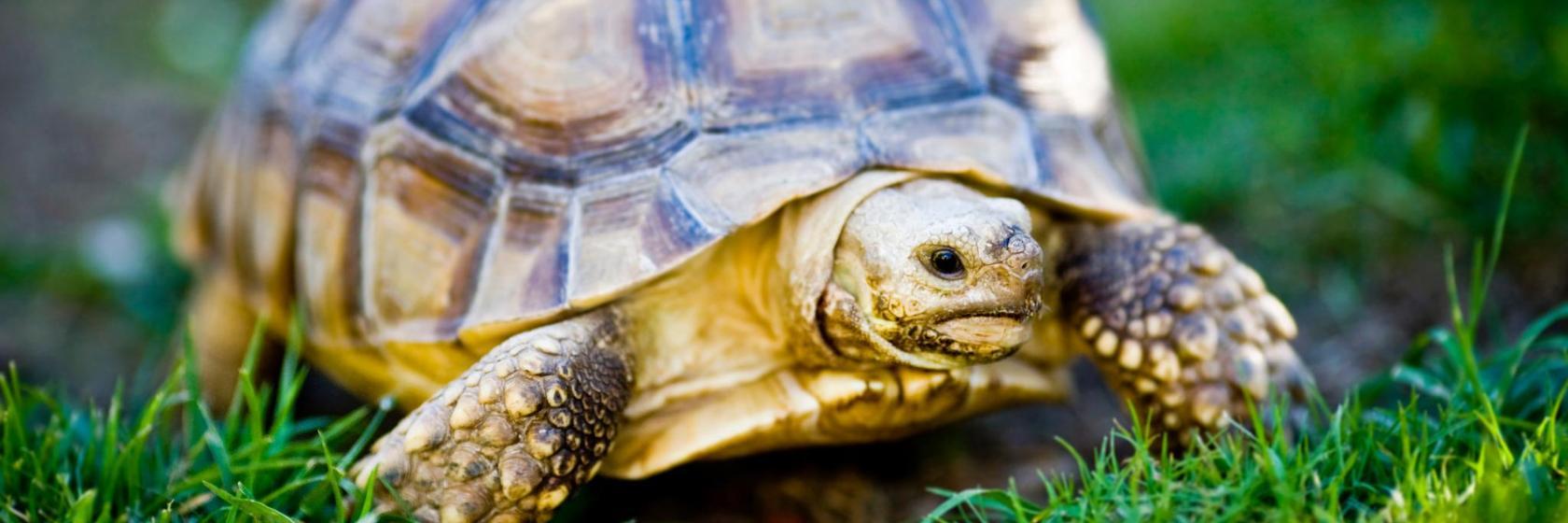 Hattiesburg Zoo at Kamper Park