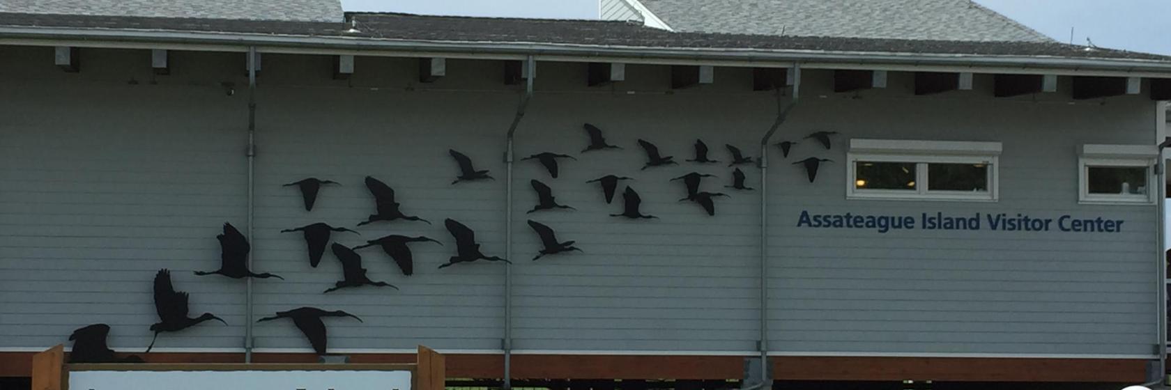 Assateague Island National Seashore