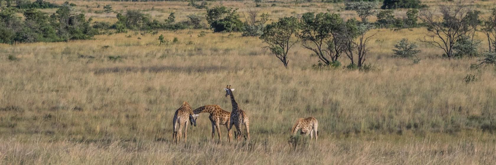 Welgevonden Game Reserve