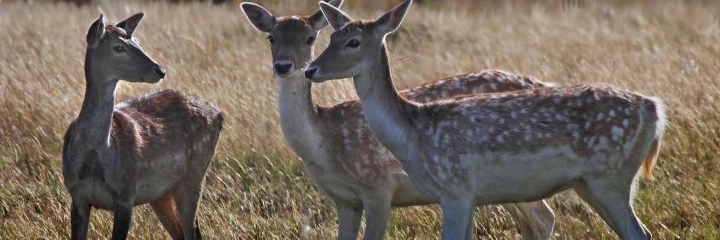 Parque Faunístico Lacuniacha