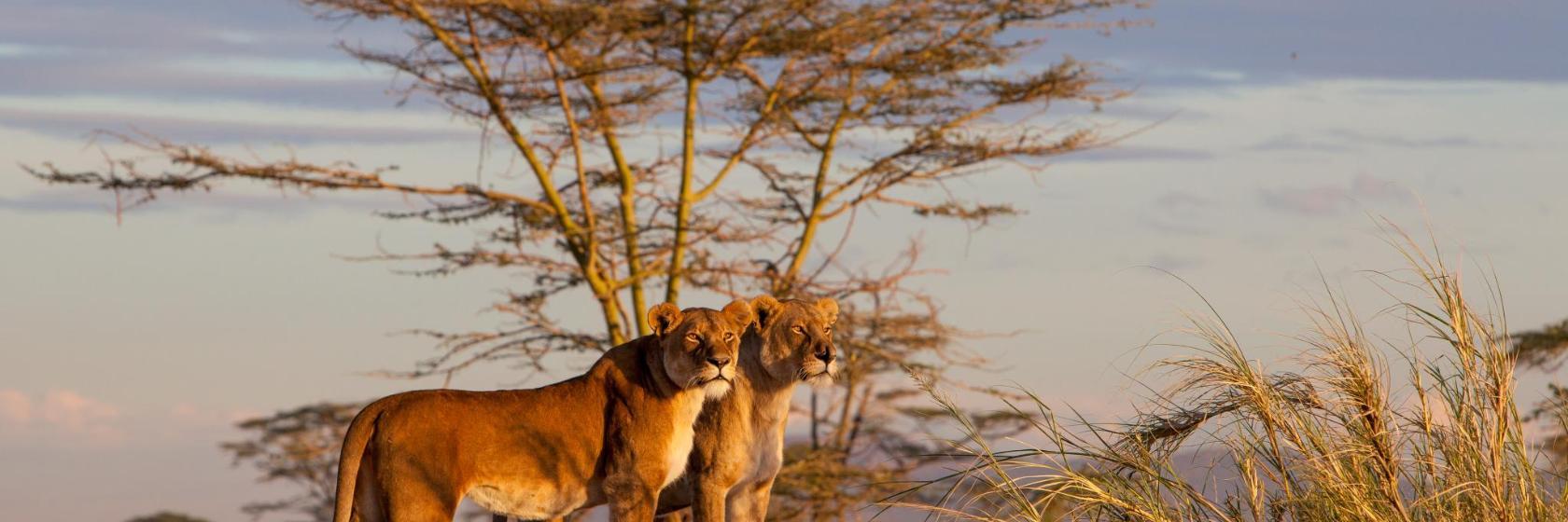 Parque Nacional de Serengeti