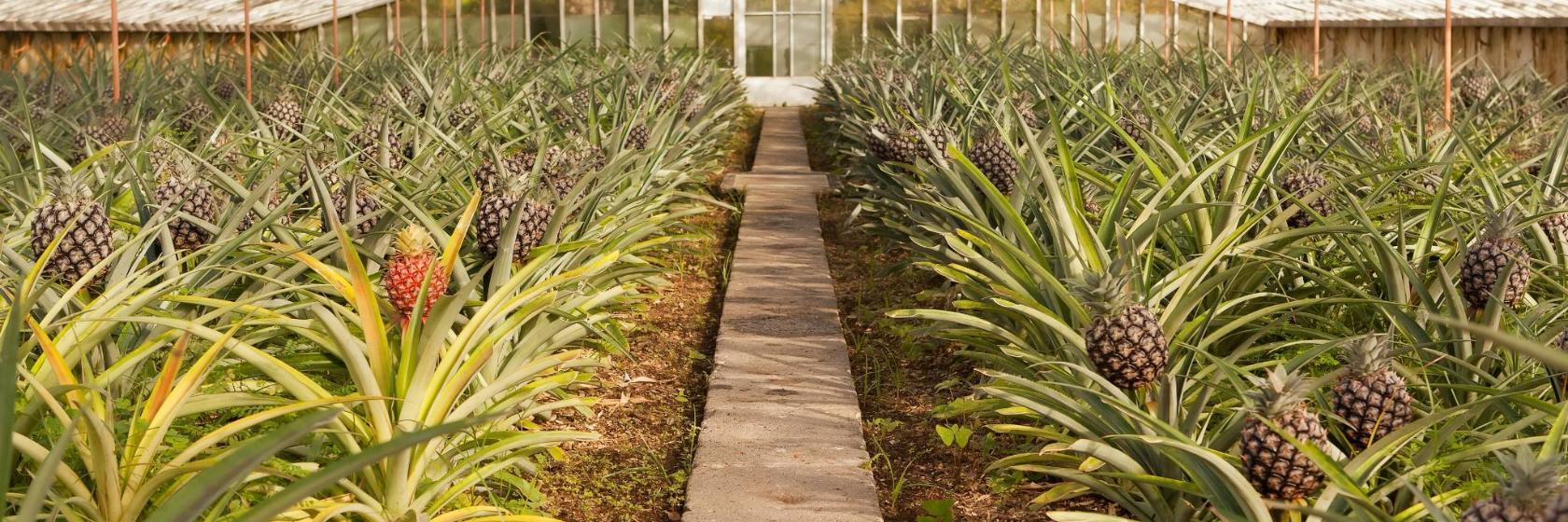 Estufas de Ananases