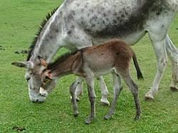 Eselgestüt Maltatal