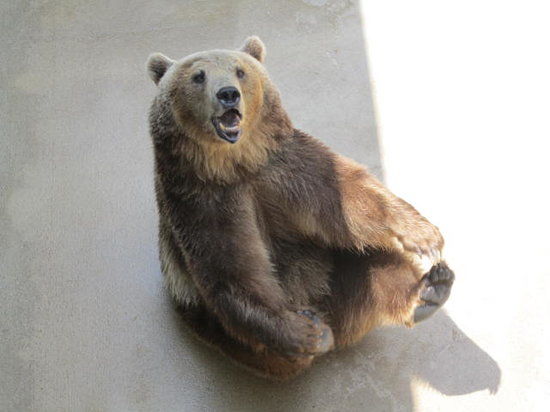 Black Forest Bear Park and Reptile Exhibit