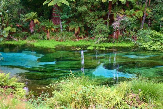 Hamurana Springs Nature Reserve