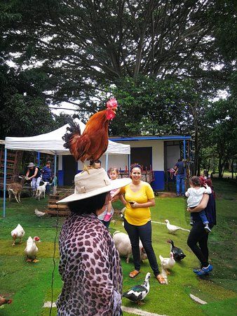 Granja burros de portal