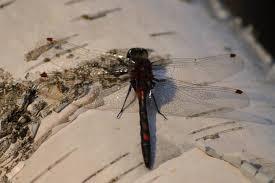 Ekopark Halle- och Hunneberg