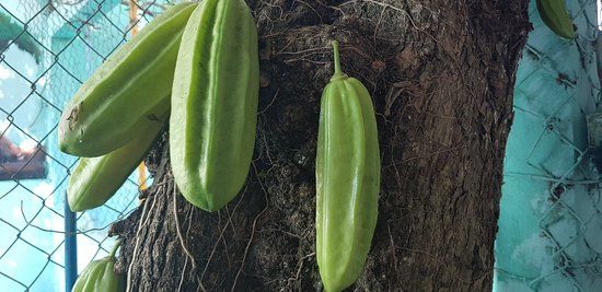 Mini Zoologico de Pio Barran Barteli