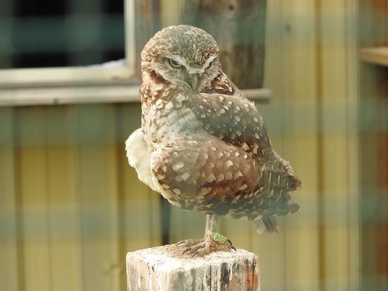 Saskatchewan Burrowing Owl Interpretive Centre