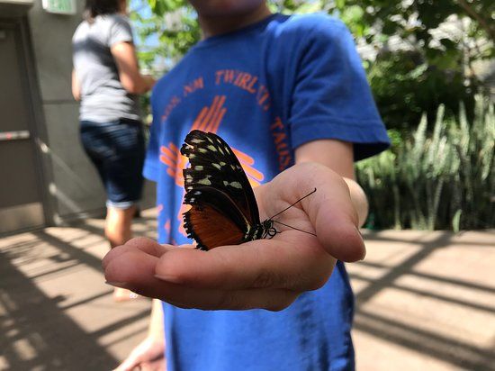 Butterfly Biosphere