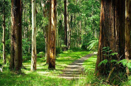 Dandenong Ranges