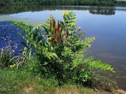 Etang de la Mailloueyre