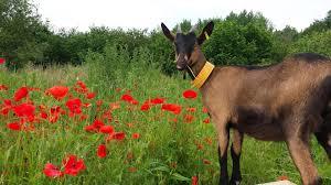 La Chevrerie de Bruyeres