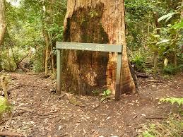 Gap Creek Falls Walking Track