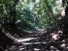 Rezerwat przyrody Parów Węgry