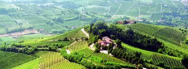 Rizzi azienda vitivinicola