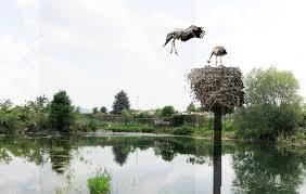 Laghetti della Falchera