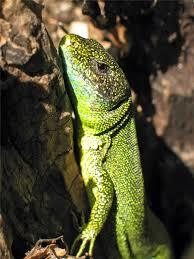 Maribor Aquarium and Terrarium