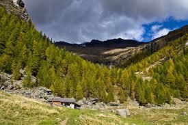 Percorso Dei Larici Monumentali