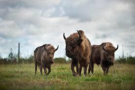 Vorup Enge, Bisonokse