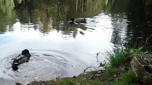 Stausee in der Dresdner Heide