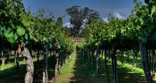 Bodegas Castro Martin S.L