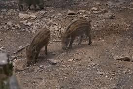 Wildgehege Breitenbrunnen