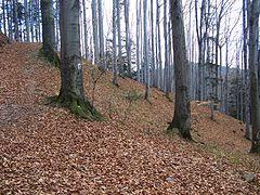 Rezerwat przyrody Kostrza