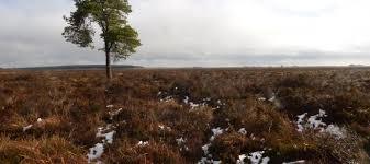 Blawhorn Moss National Nature Reserve