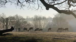 Knole Park