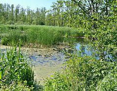 Rezerwat przyrody Borowiec