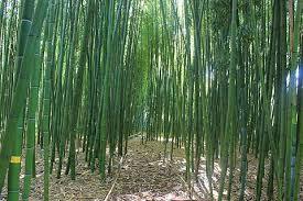 Les Amis du jardin de Planbuisson