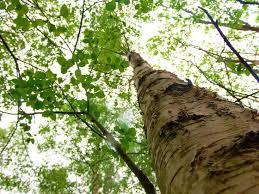 Birchwood Nature Park