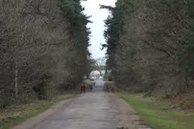 Harlestone Firs Forest Walk