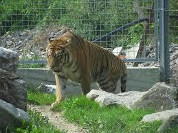 Ogród zoologiczny w Nowej Wsi Spiskiej