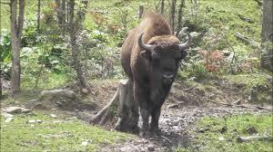 Zagroda Źubra Muczne