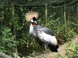 LES OISEAUX DU MARAIS POITEVIN Parc Ornithologique et Embarcadère
