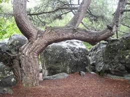 Forêt Départementale des Grands Avaux