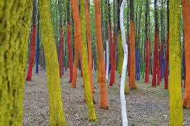 Padurea Colorata