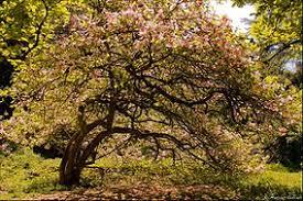 Simeria Dendrological Park