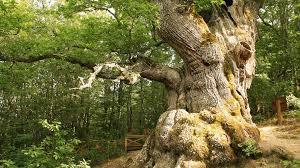 El Roblon de Estalaya