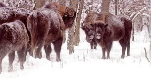 Centro de Interpretación del Bisonte Europeo Bisón Bonasus